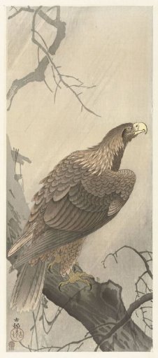 Eagle on a Tree Branch