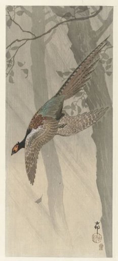 Flying Pheasant