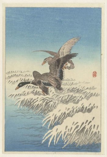 Pair of Ducks Flying Above a Snowy Reed Bed