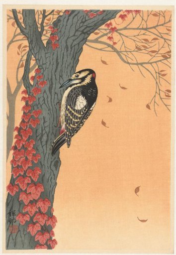 Great Spotted Woodpecker in a Tree with Red Ivy