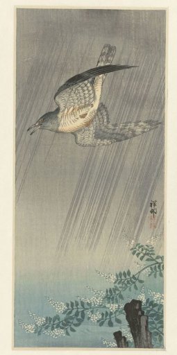 Cuckoo in a Storm