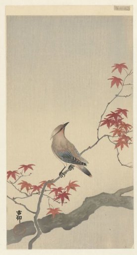 Japanese Pheasant on a Maple