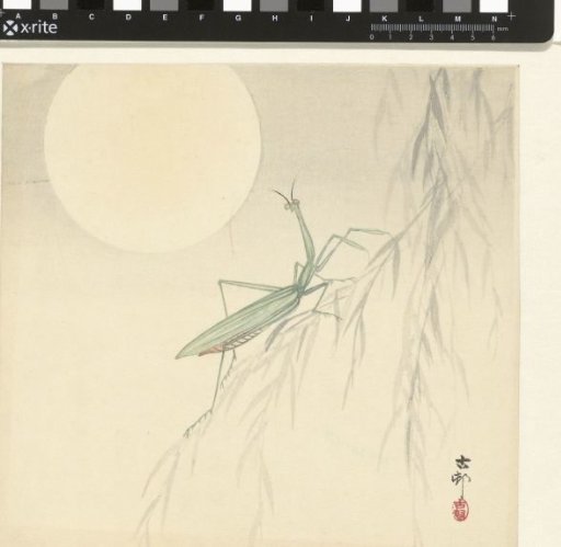 Praying Mantis