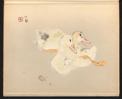 Domestic Ducks