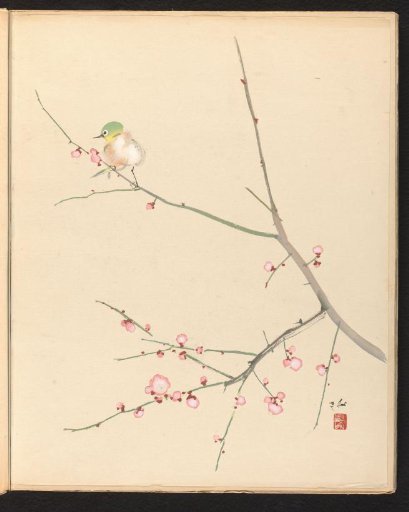 Plum orchard