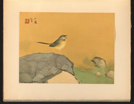 Bird on a Rock