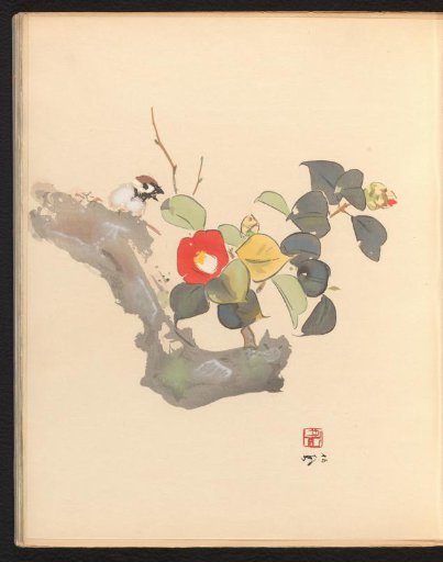 Camellia