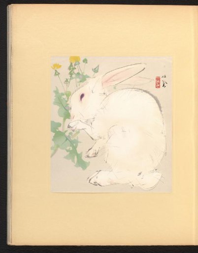 Rabbit