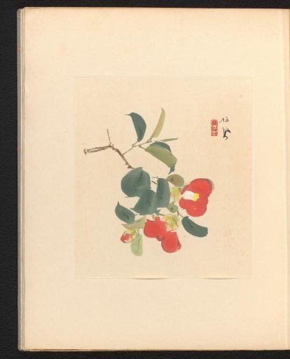 Red Camellia