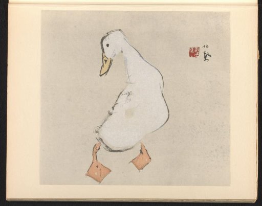 Domestic Duck