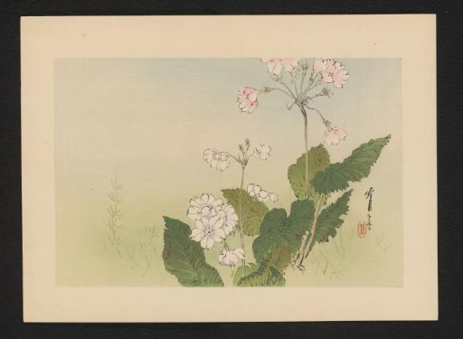 Plant with Pink and Lilac Flowers