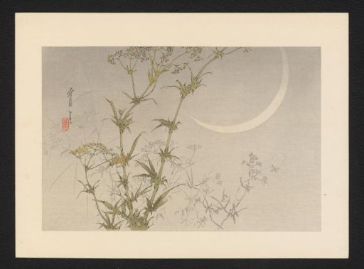 Plant Near a Crescent Moon