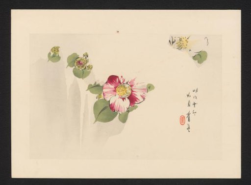Blossoming Camellia in Snow