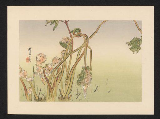 Young Ferns