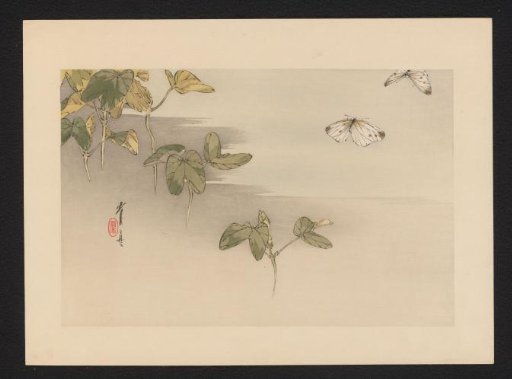 Two Butterflies Near Plants