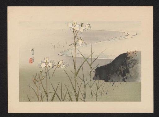 Blossoming Reeds at the Waterfront