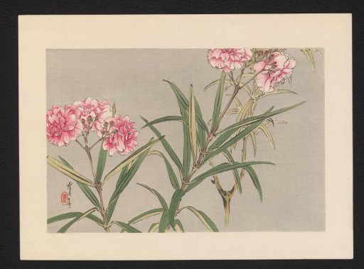 Blossoming Oleander