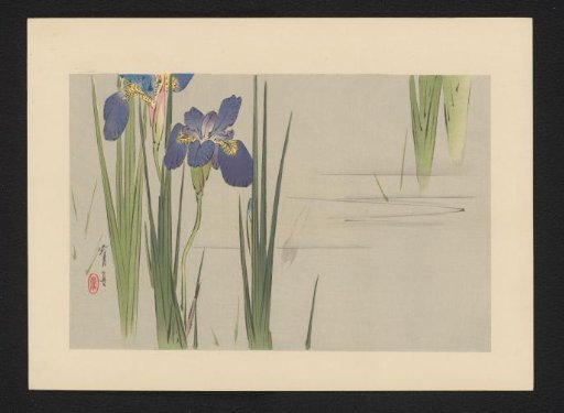Irises