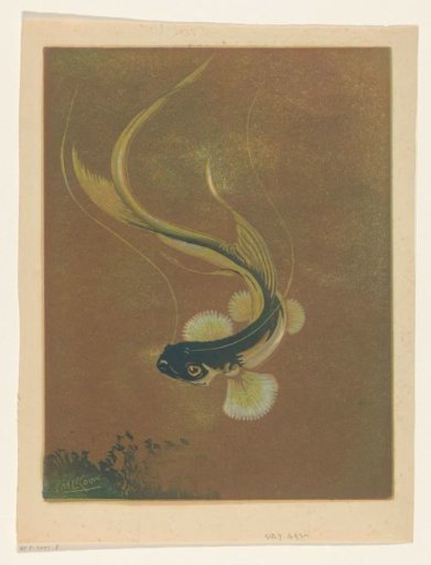 Swimming Fish