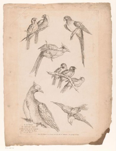 Nine Chinese birds