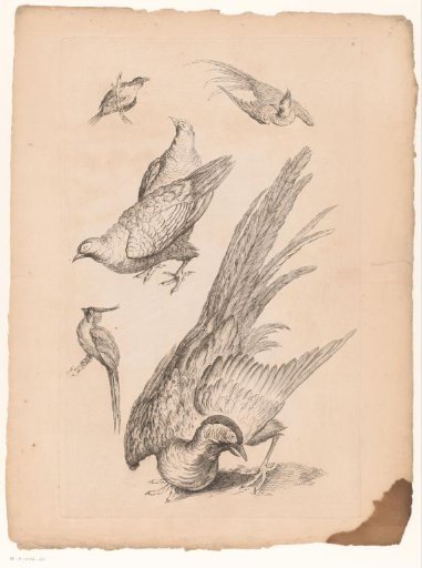 Six Chinese birds
