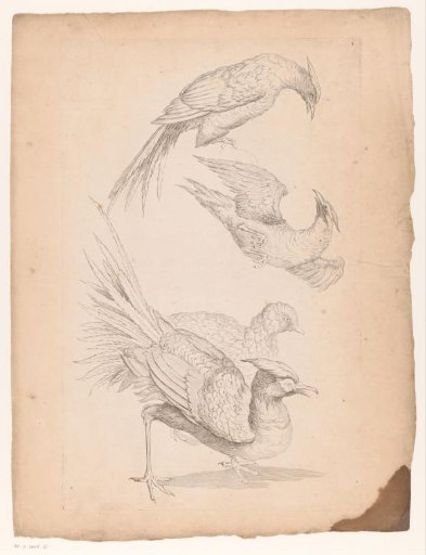 Four Chinese birds, possibly birds of paradise