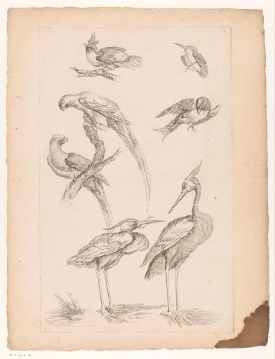 Seven Chinese birds, including herons and parrots