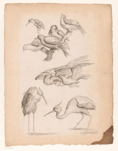 Nine Chinese birds, including herons and a kingfisher