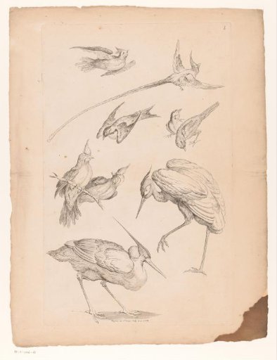 Nine Chinese birds, including a heron and possibly birds of paradise
