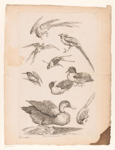 Nine Chinese birds, including ducks, a kingfisher and possibly birds of paradise