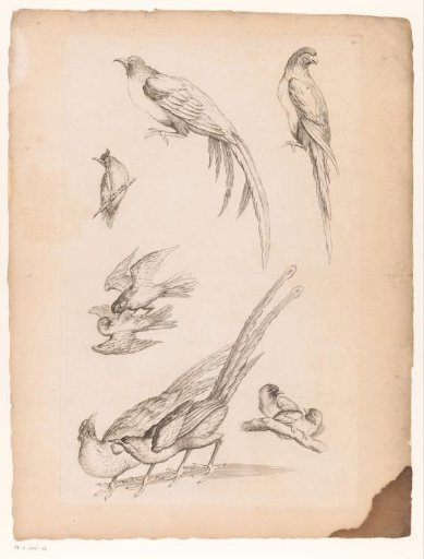 Nine Chinese birds