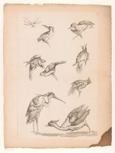 Eight Chinese birds, including kingfishers, a heron, a duck and a dragonfly