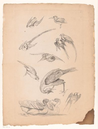 Eleven Chinese birds, including ducks and parrots