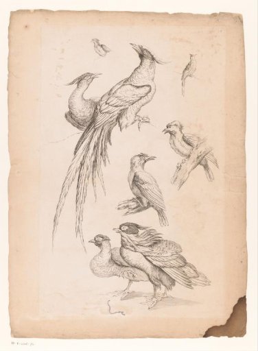 Eight Chinese birds, possibly including birds of paradise