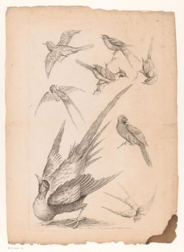 Eight Chinese birds, possibly including birds of paradise