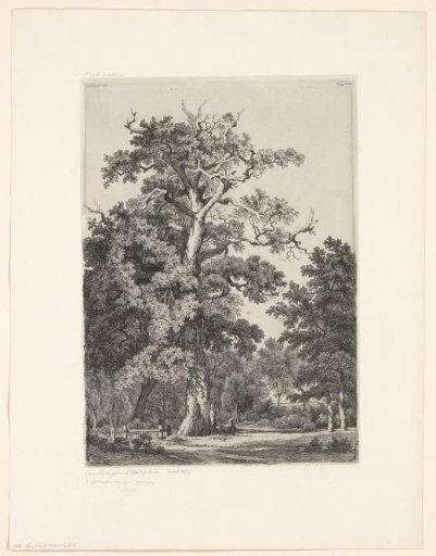 Ancient Oak in the Bois de Boulogne