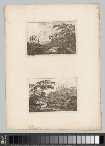 Two Forest Landscapes