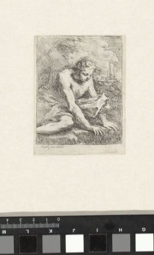 Narcissus