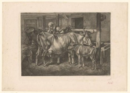 Groom brushing a cow that is washing her calf