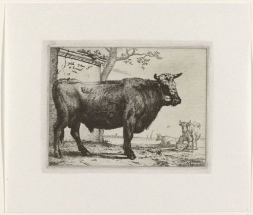 Bull