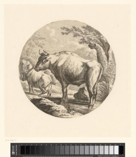Bull and cows in a river