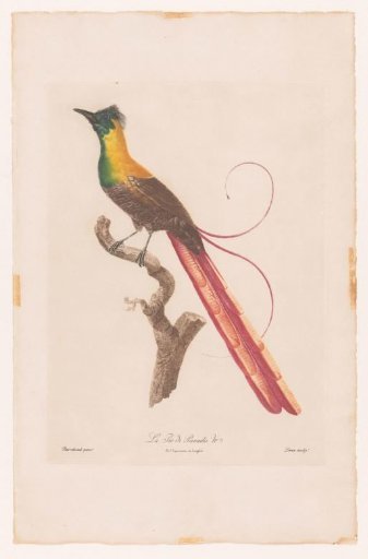 Bird of Paradise on a Branch
