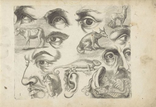Study sheet with drawing examples: eyes, heads, and animals