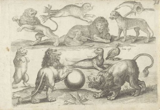 Study sheet with drawing examples: various animals
