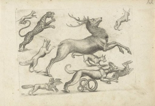 Study sheet with drawing examples: various animals
