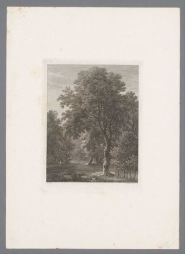 Forest view with a fence and a large tree