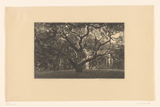 Old tree