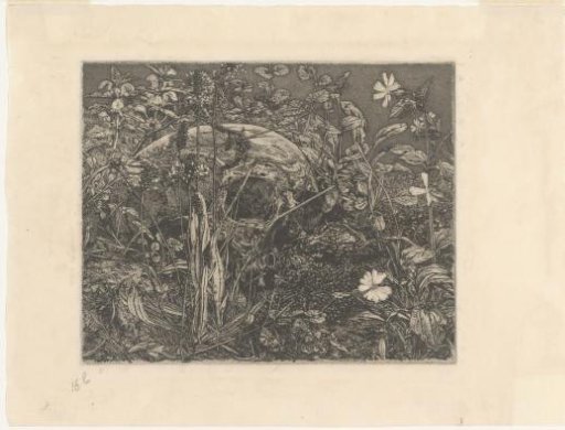 Skull in Undergrowth