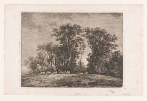 Cows at a forest edge