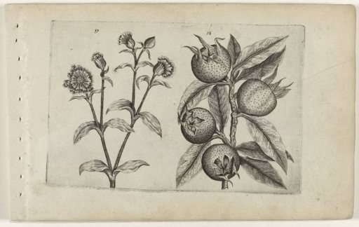 Day lily and medlar